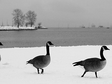 A Walk in the Snow