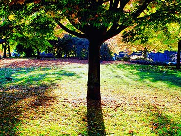 Autumn Shadows