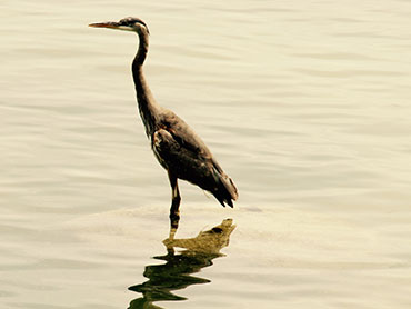 Heron