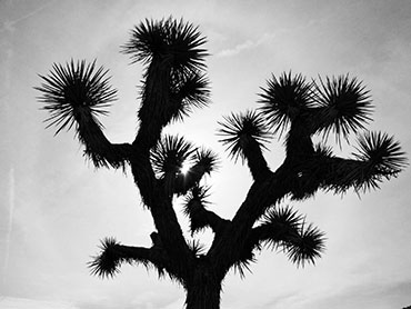 Joshua Tree Silhouette