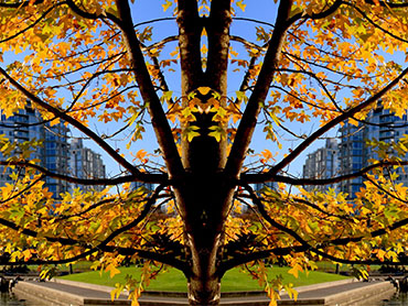 Mirrored Maple Two