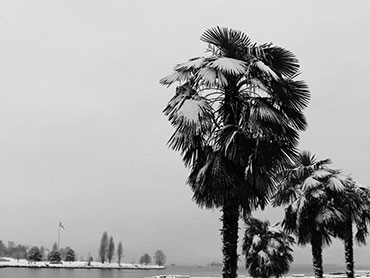 Snowy Palms